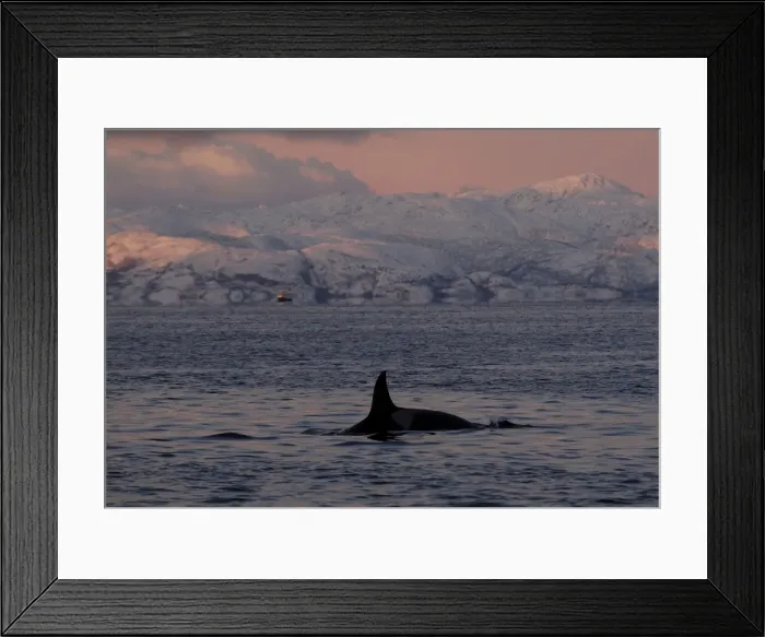 Framed Print : Picture No. 10882254 Framed Print : Picture No. 10882254