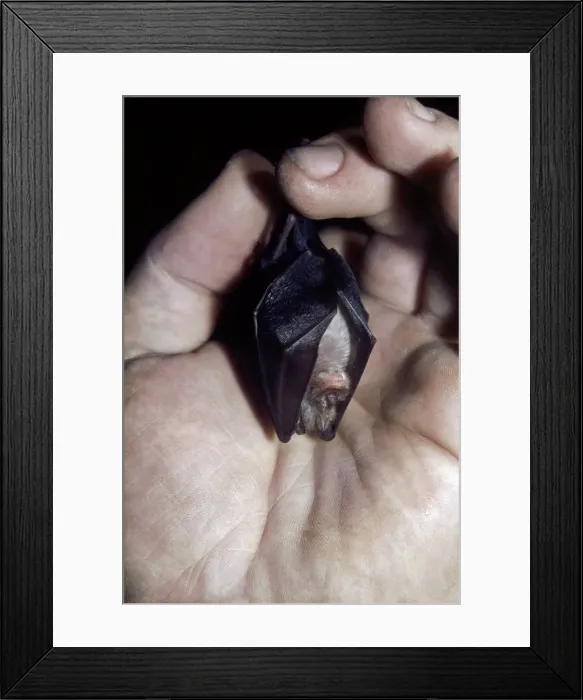Framed Print : Picture No. 10882324 Framed Print : Picture No. 10882324
