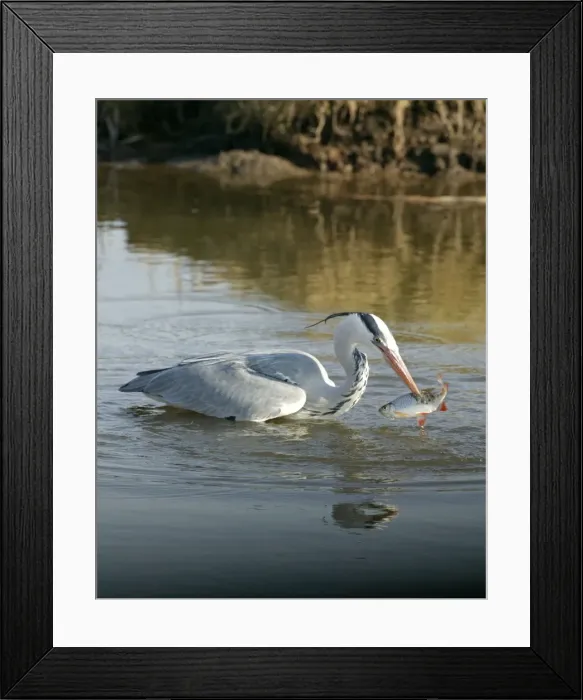 Framed Print : Picture No. 10883059 Framed Print : Picture No. 10883059