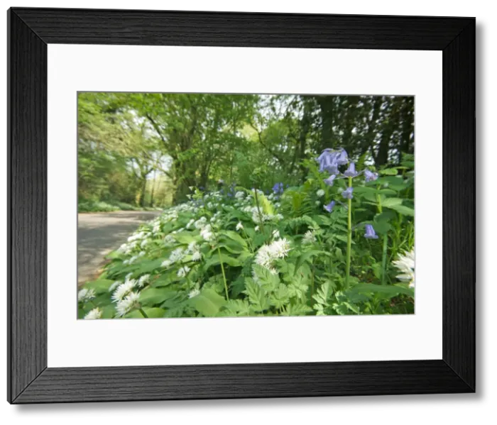 Framed Print : Picture No. 10883075 Framed Print : Picture No. 10883075
