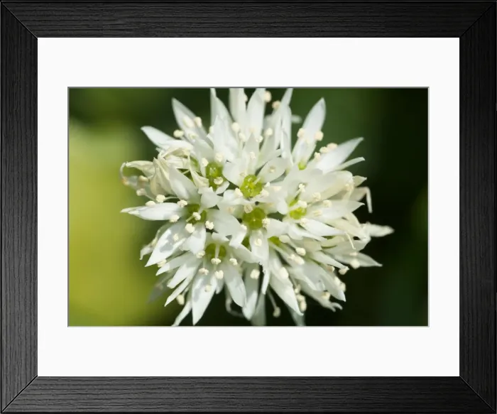 Framed Print : Picture No. 10883076 Framed Print : Picture No. 10883076