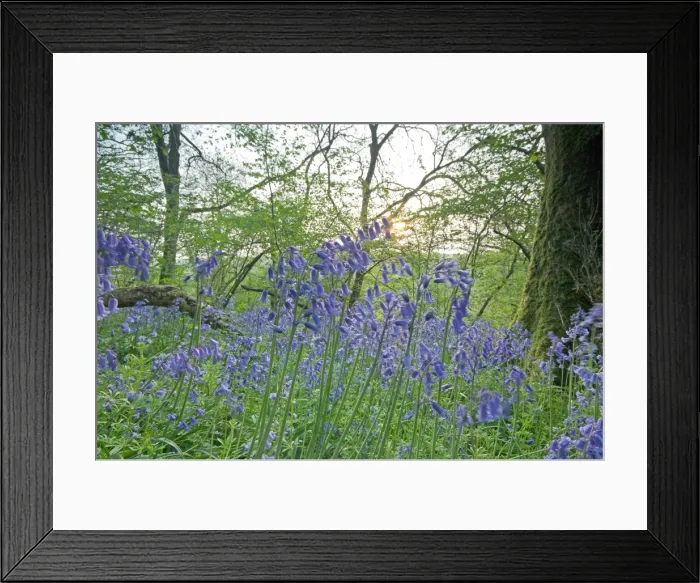 Framed Print : Picture No. 10883074