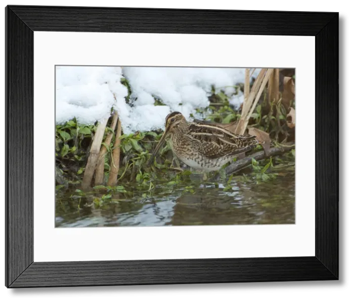 Framed Print : Picture No. 10883077 Framed Print : Picture No. 10883077