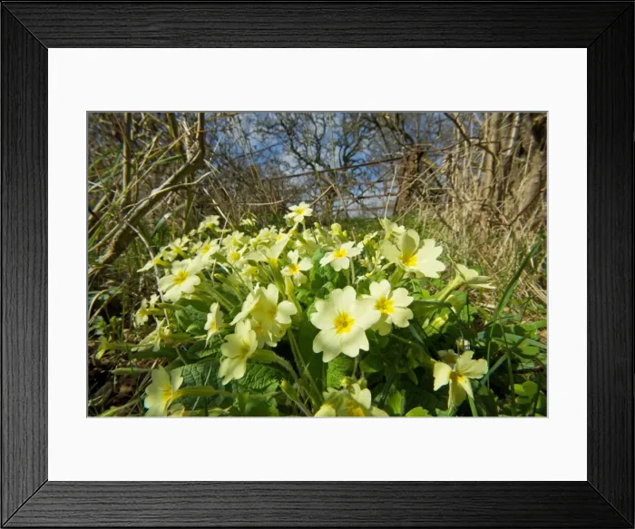 Framed Print : Picture No. 10883069 Framed Print : Picture No. 10883069