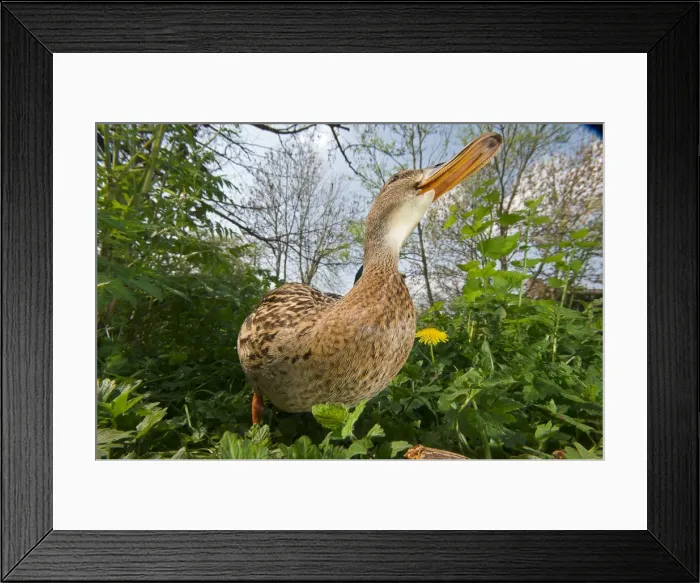Framed Print : Picture No. 10883078 Framed Print : Picture No. 10883078