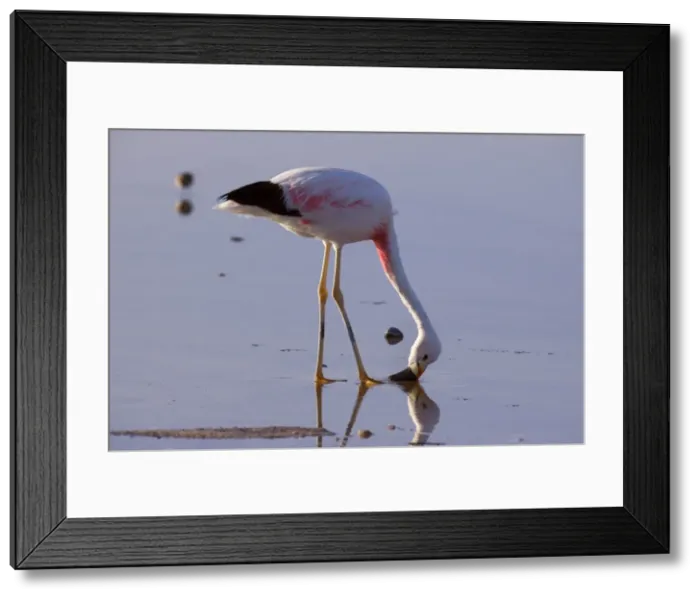 Framed Print : Picture No. 10883087 Framed Print : Picture No. 10883087