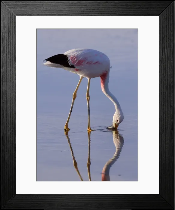 Framed Print : Picture No. 10883088 Framed Print : Picture No. 10883088