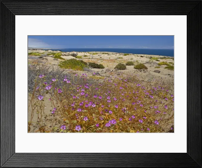 Framed Print : Picture No. 10883090 Framed Print : Picture No. 10883090