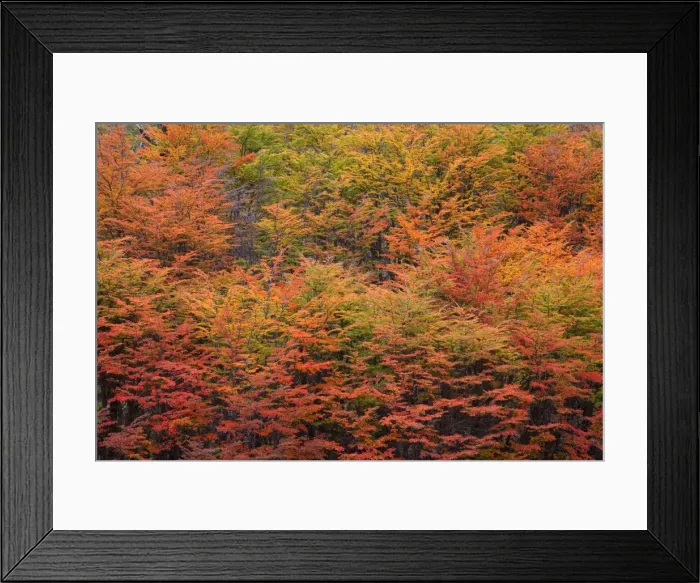 Framed Print : Picture No. 10883093 Framed Print : Picture No. 10883093