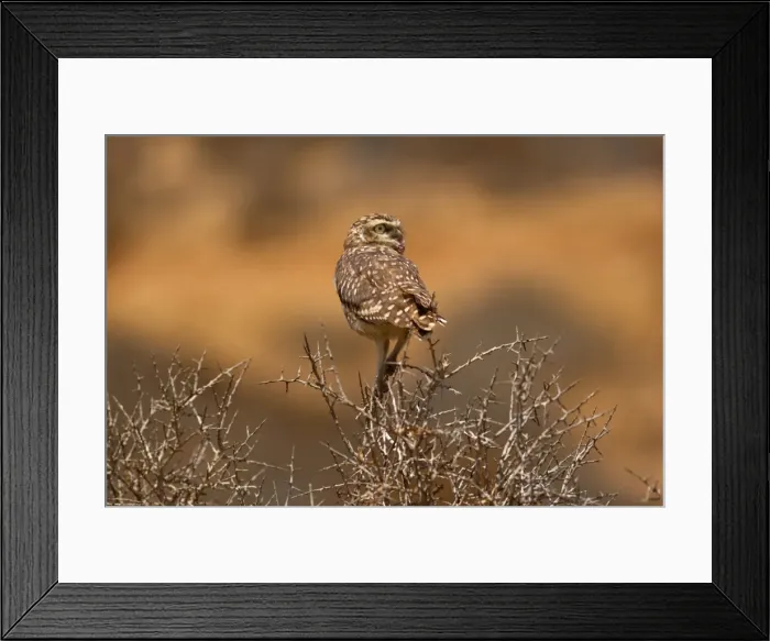 Framed Print : Picture No. 10883096 Framed Print : Picture No. 10883096