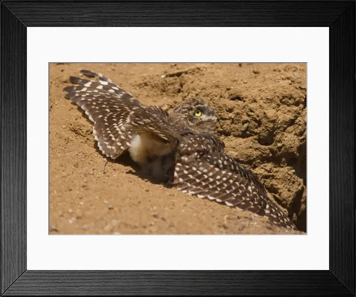 Framed Print : Picture No. 10883098 Framed Print : Picture No. 10883098