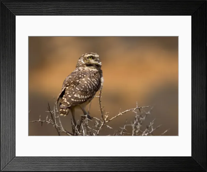 Framed Print : Picture No. 10883097 Framed Print : Picture No. 10883097