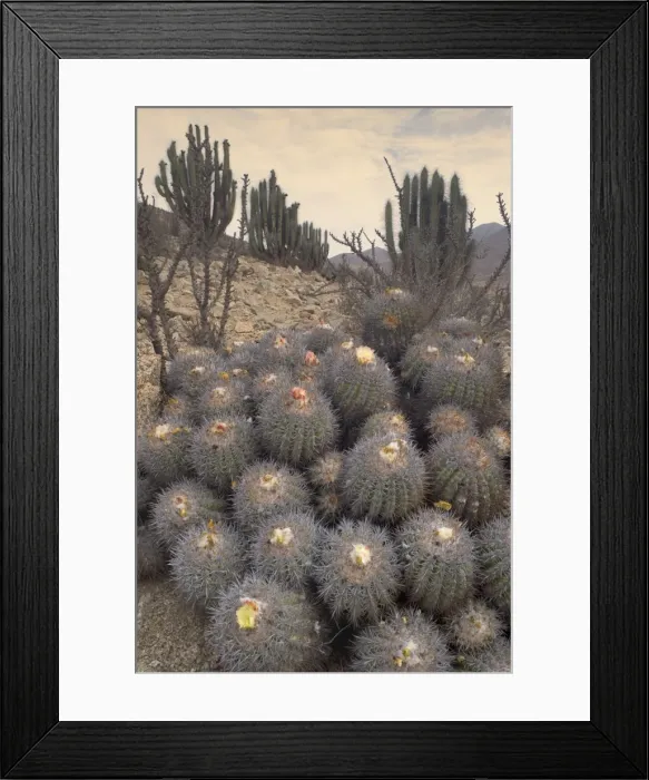 Framed Print : Picture No. 10883099 Framed Print : Picture No. 10883099