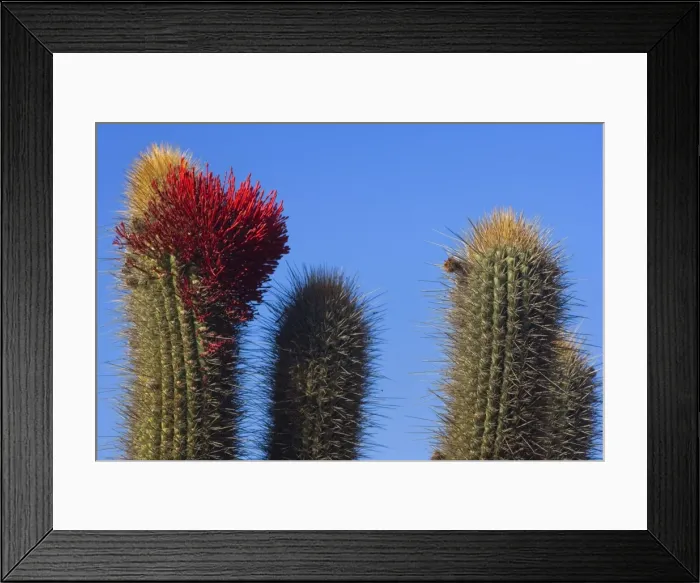 Framed Print : Picture No. 10883100 Framed Print : Picture No. 10883100