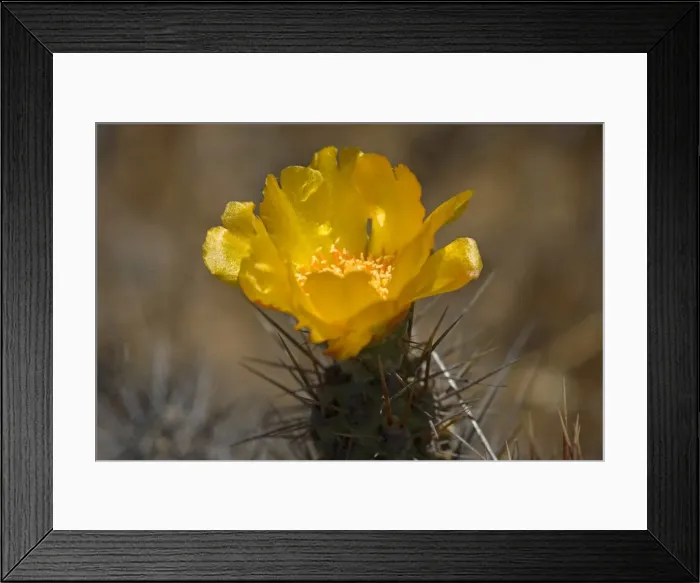 Framed Print : Picture No. 10883101 Framed Print : Picture No. 10883101