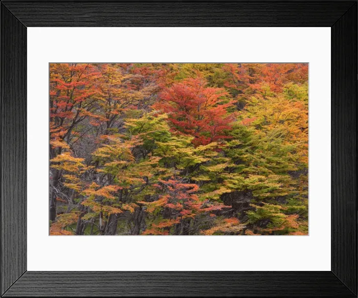Framed Print : Picture No. 10883092 Framed Print : Picture No. 10883092