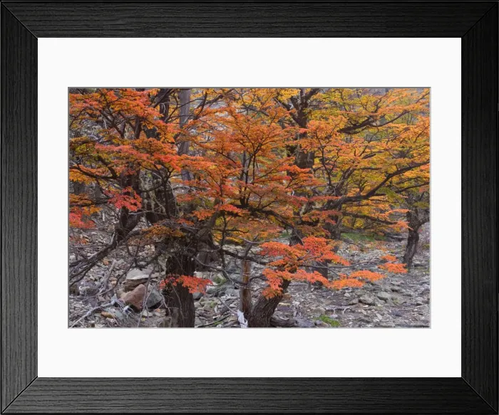 Framed Print : Picture No. 10883095 Framed Print : Picture No. 10883095