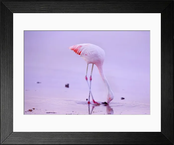 Framed Print : Picture No. 10883103 Framed Print : Picture No. 10883103