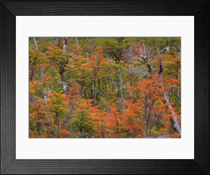 Framed Print : Picture No. 10883094 Framed Print : Picture No. 10883094