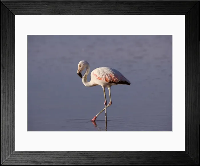 Framed Print : Picture No. 10883102 Framed Print : Picture No. 10883102