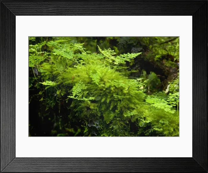Framed Print : Picture No. 10883104 Framed Print : Picture No. 10883104