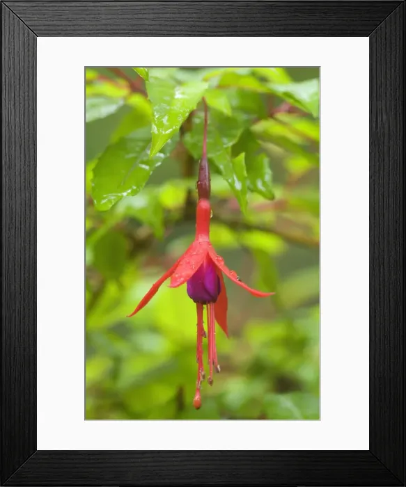 Framed Print : Picture No. 10883112 Framed Print : Picture No. 10883112