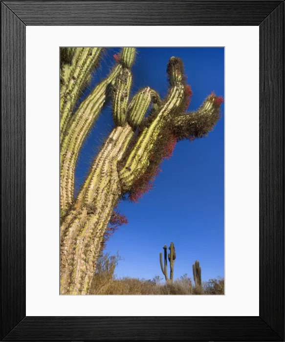 Framed Print : Picture No. 10883108 Framed Print : Picture No. 10883108