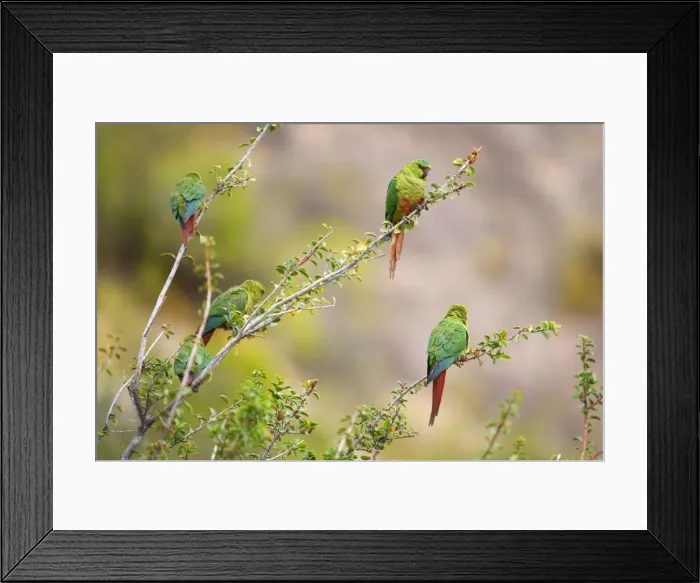 Framed Print : Picture No. 10883118