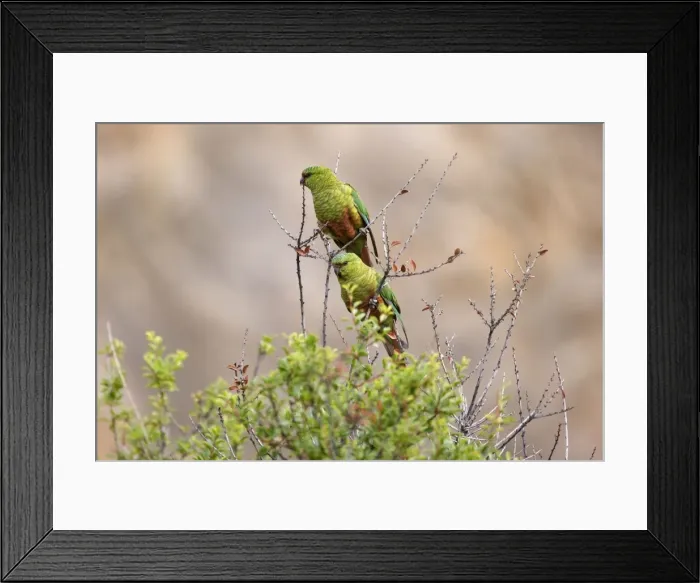 Framed Print : Picture No. 10883119 Framed Print : Picture No. 10883119