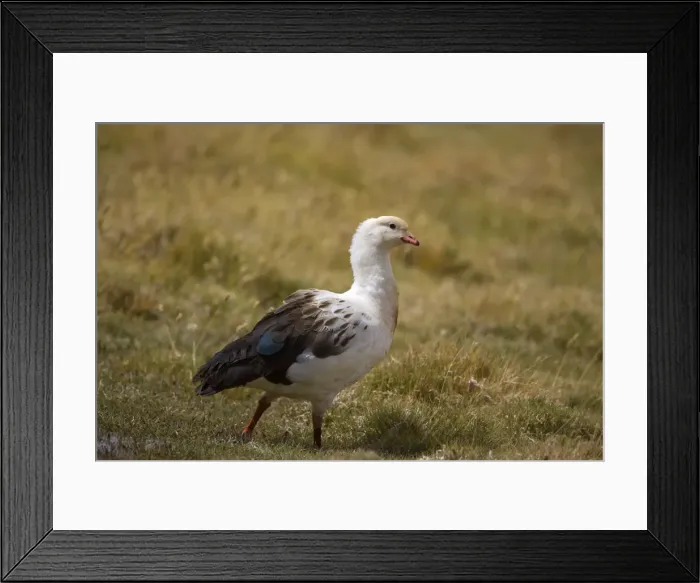 Framed Print : Picture No. 10883122 Framed Print : Picture No. 10883122