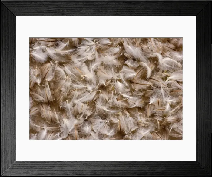 Framed Print : Picture No. 10883123 Framed Print : Picture No. 10883123