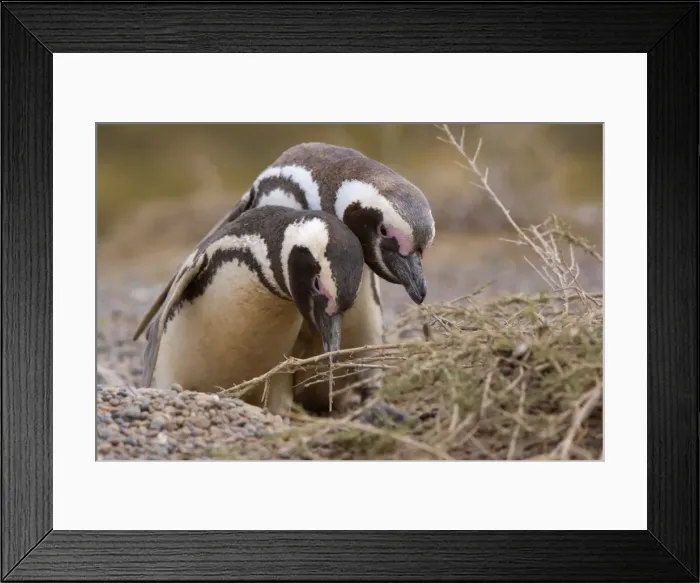 Framed Print : Picture No. 10883127