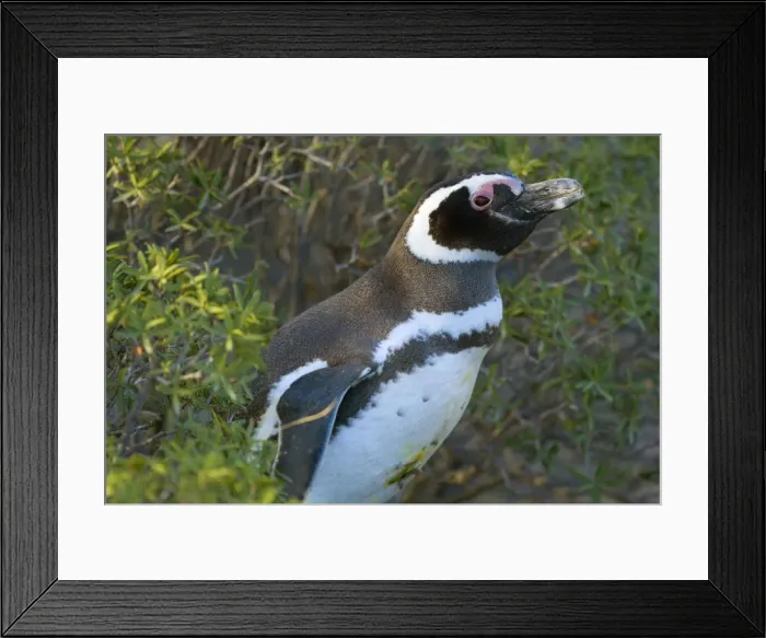 Framed Print : Picture No. 10883126 Framed Print : Picture No. 10883126