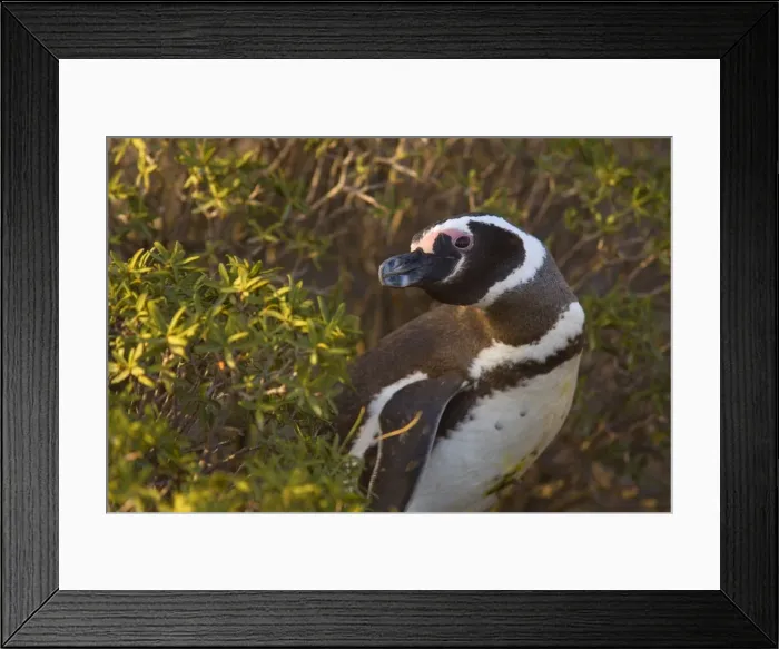 Framed Print : Picture No. 10883125 Framed Print : Picture No. 10883125