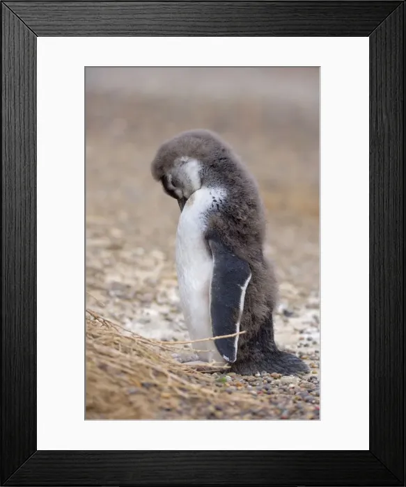 Framed Print : Picture No. 10883131 Framed Print : Picture No. 10883131