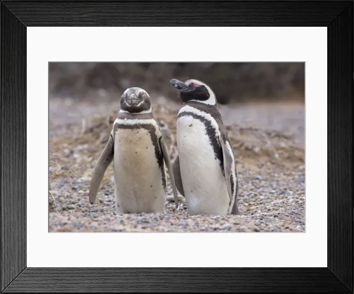Framed Print : Picture No. 10883129 Framed Print : Picture No. 10883129
