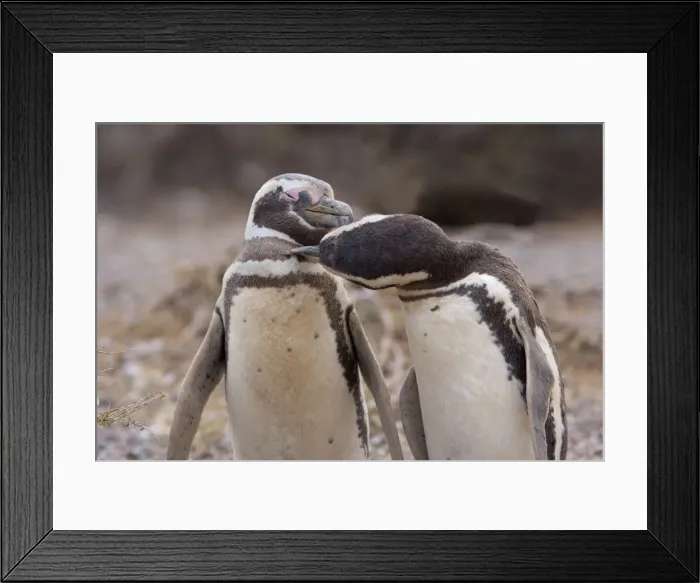 Framed Print : Picture No. 10883128