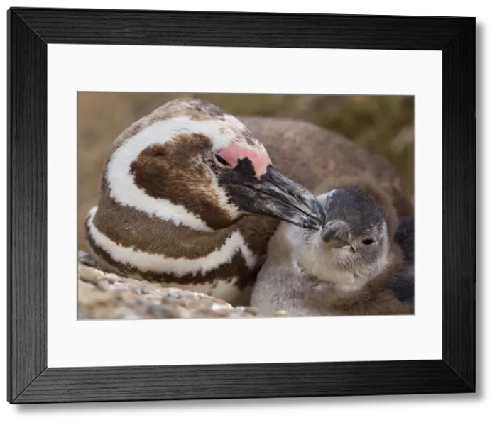 Framed Print : Picture No. 10883132 Framed Print : Picture No. 10883132