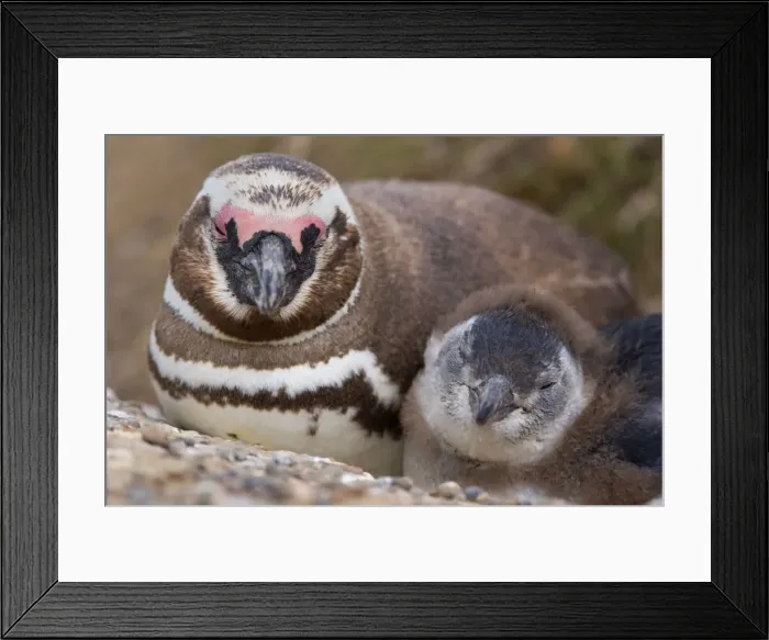 Framed Print : Picture No. 10883133 Framed Print : Picture No. 10883133
