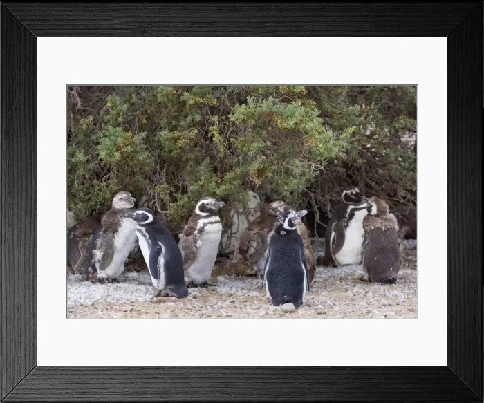 Framed Print : Picture No. 10883135 Framed Print : Picture No. 10883135