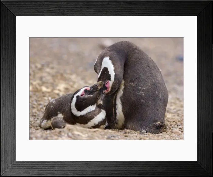 Framed Print : Picture No. 10883130 Framed Print : Picture No. 10883130