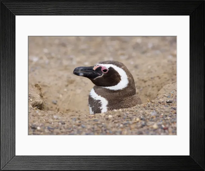 Framed Print : Picture No. 10883134 Framed Print : Picture No. 10883134
