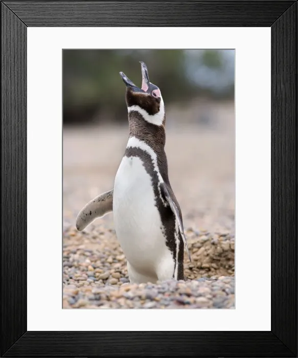 Framed Print : Picture No. 10883138 Framed Print : Picture No. 10883138