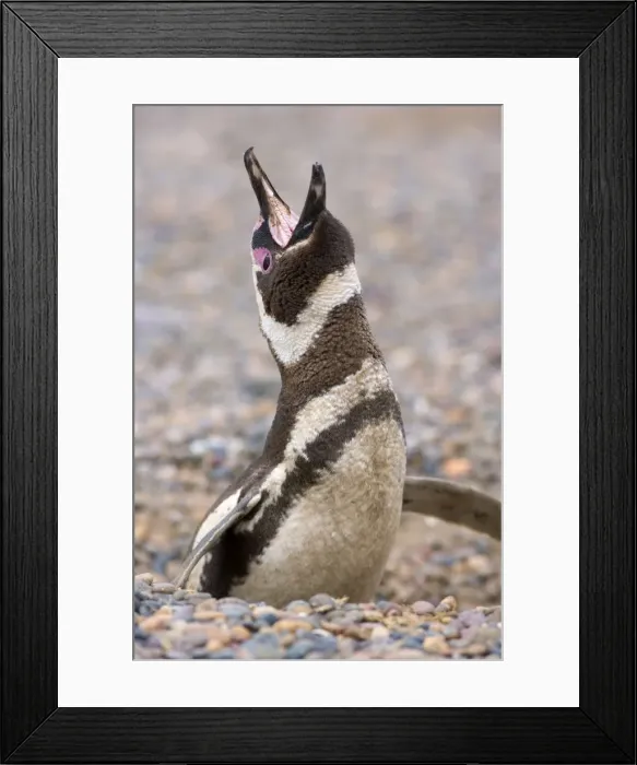 Framed Print : Picture No. 10883137