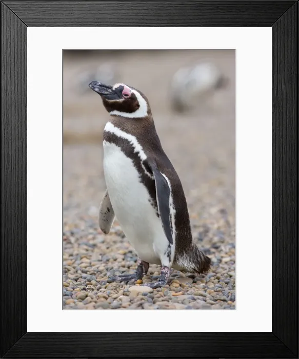 Framed Print : Picture No. 10883136 Framed Print : Picture No. 10883136