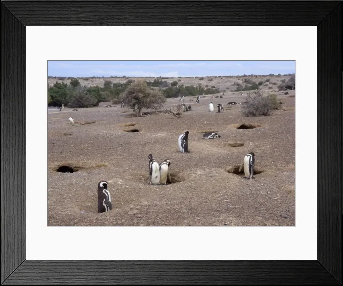 Framed Print : Picture No. 10883141 Framed Print : Picture No. 10883141