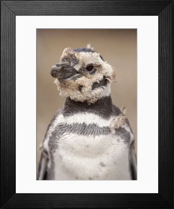 Framed Print : Picture No. 10883139 Framed Print : Picture No. 10883139
