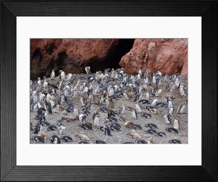 Framed Print : Picture No. 10883143 Framed Print : Picture No. 10883143