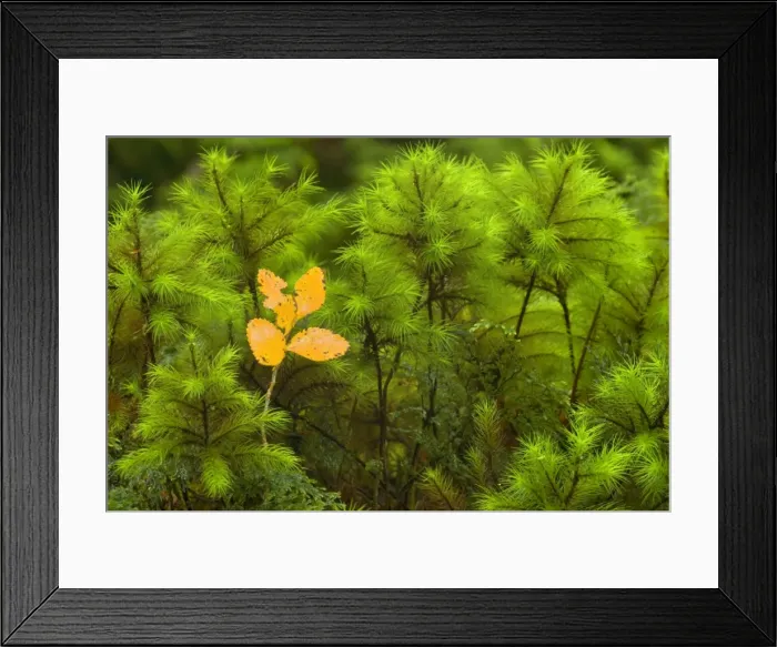 Framed Print : Picture No. 10883147 Framed Print : Picture No. 10883147