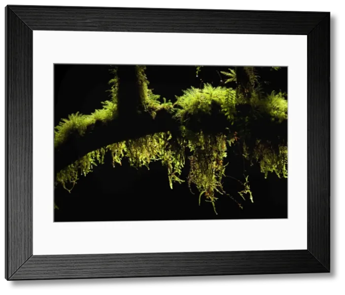Framed Print : Picture No. 10883146 Framed Print : Picture No. 10883146